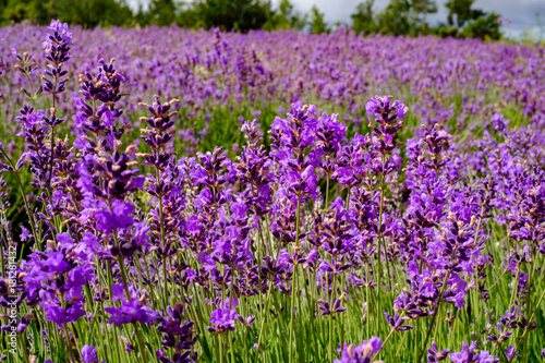 Champ de lavande. © Marina