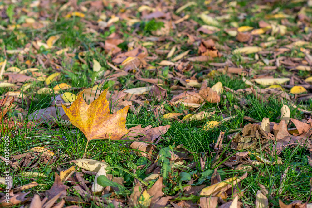 Fallen Autumn Leaves on Grass in the Park Fallen Autumn Leaves on Grass in the Park