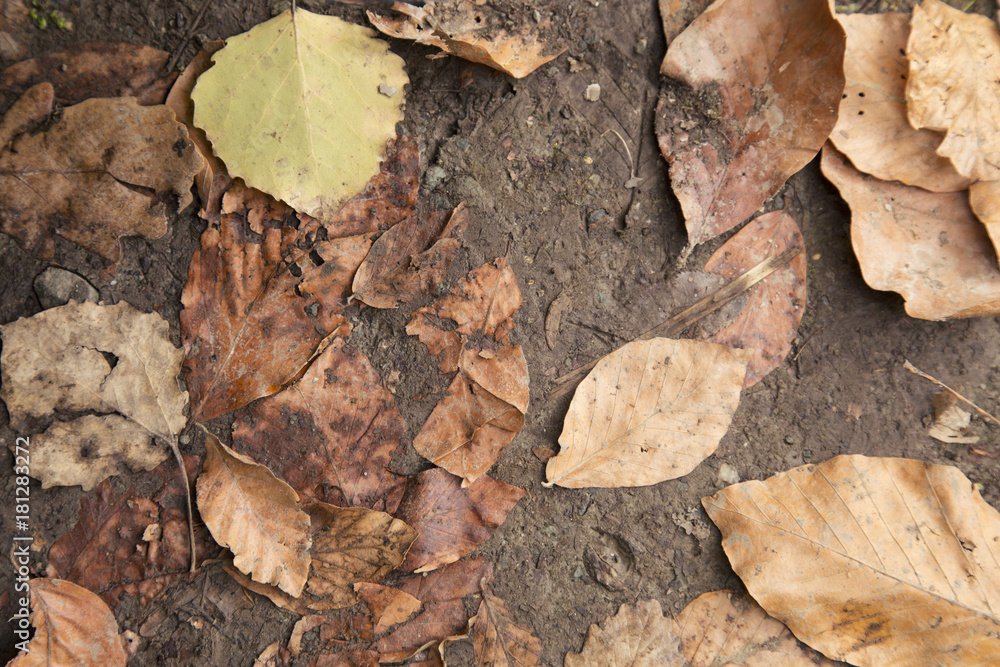 Background group autumn brown leaves with mossy lake. Outdoor background