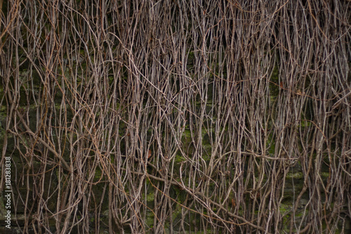 Photography bare branches