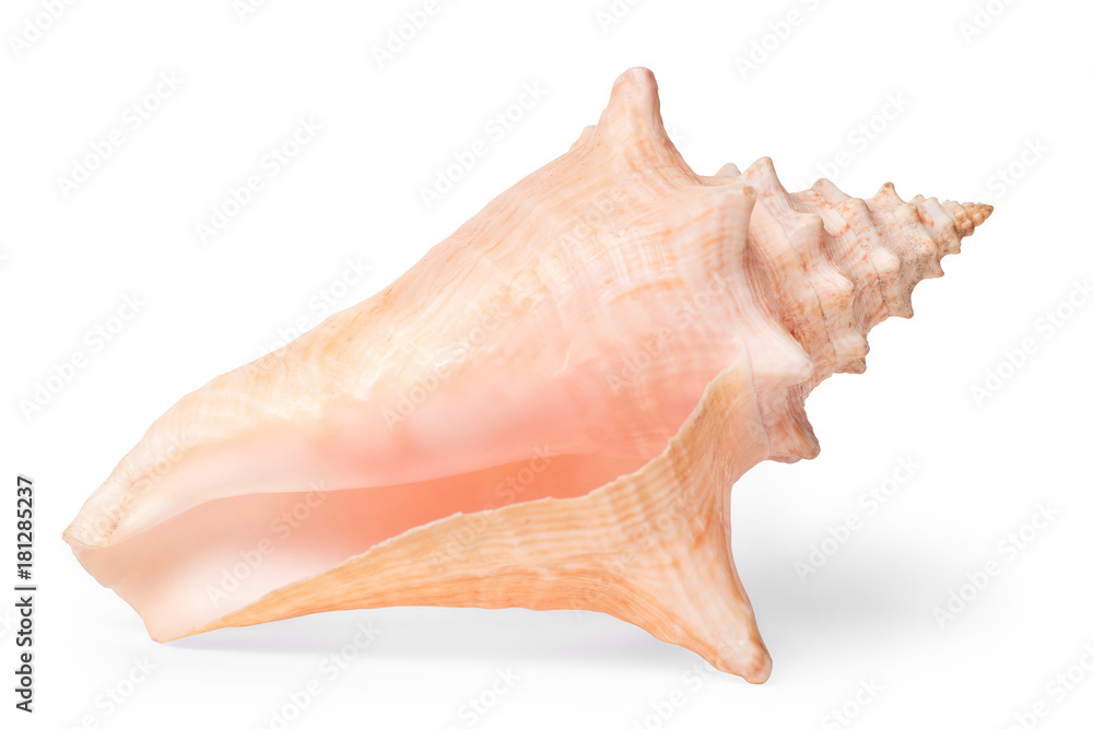 Sea shell isolated with clipping path