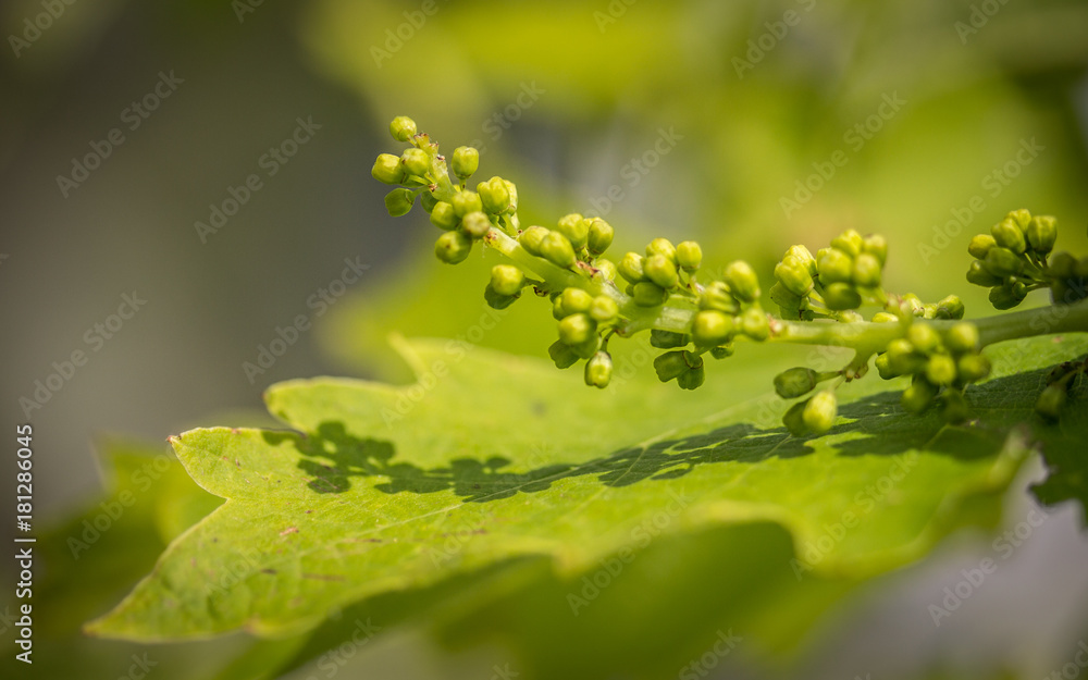 Vine blooming Vine blooming