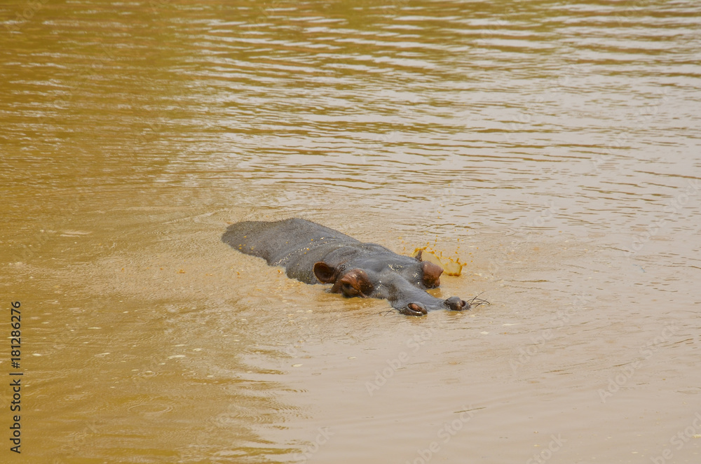 Fototapeta premium hippo swimming