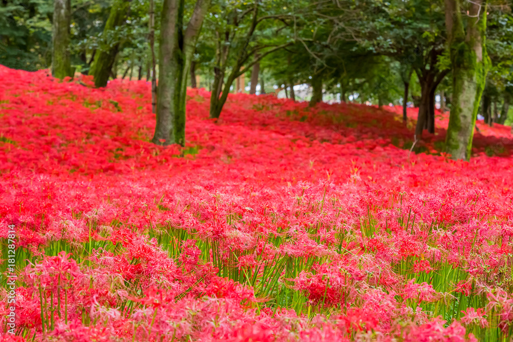 彼岸花
