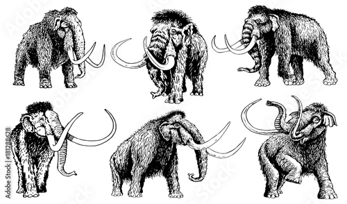 Graphical set of mammoths isolated on white background,vector