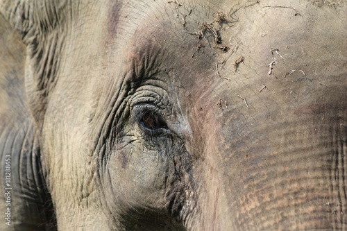 indischer Elephant in Nepal