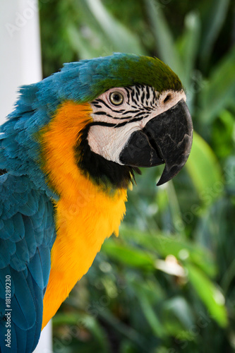 Portrait eines Papagais, Ara