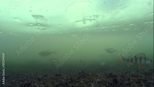fish under the ice, water world under the ice