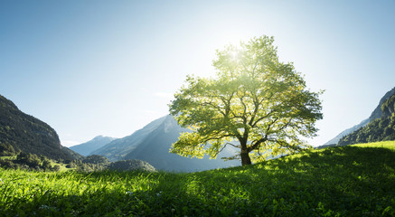 Idyllic landscape in the Alps, tree, grass and mountains, Switzerland
