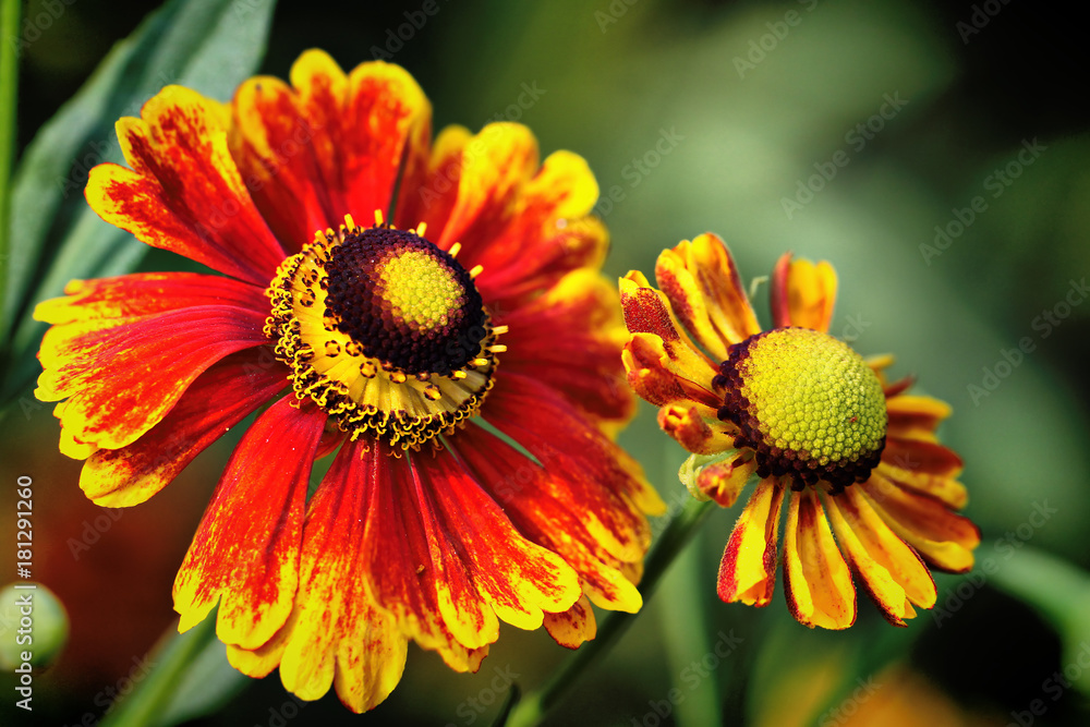 Flowers Flowers