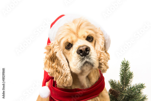 Close-up of American cocker spaniel with Santa's cap and a red scarf on white background.