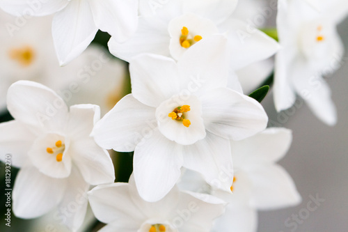 Fototapeta Naklejka Na Ścianę i Meble -  Close-up of white daffodil flowers, known as Paperwhite, Narcissus papyraceus in green grass field