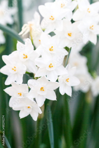 Close-up of white daffodil flowers, known as Paperwhite, Narcissus papyraceus in green grass field