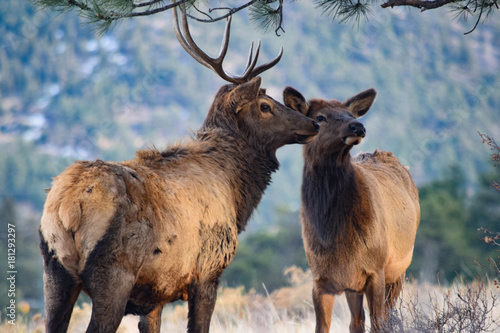 Colorado Elk