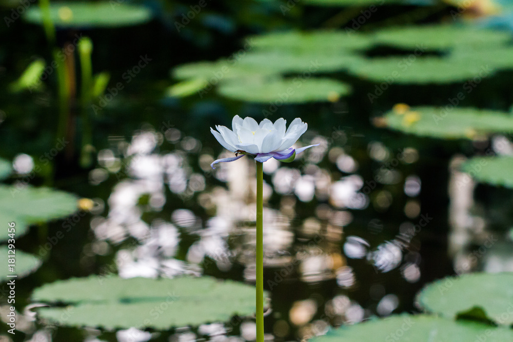 Nymphaea nouchali, known as Nymphaea stellata, or by common names blue lotus, star lotus, red and blue water lily, blue star water lily or manel flower - water lily of genus Nymphaea Nymphaea nouchali, known as Nymphaea stellata, or by common names blue lotus, star lotus, red and blue water lily, blue star water lily or manel flower - water lily of genus Nymphaea