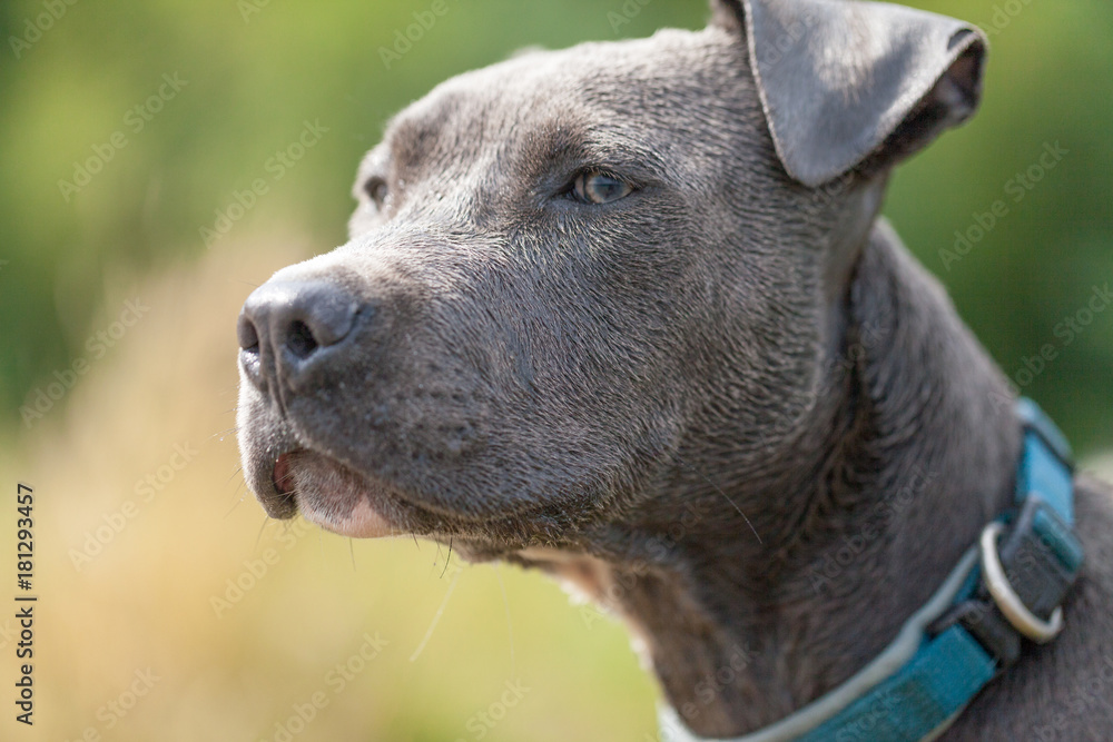 pitbull dog with blue collar on grass background pitbull dog with blue collar on grass background
