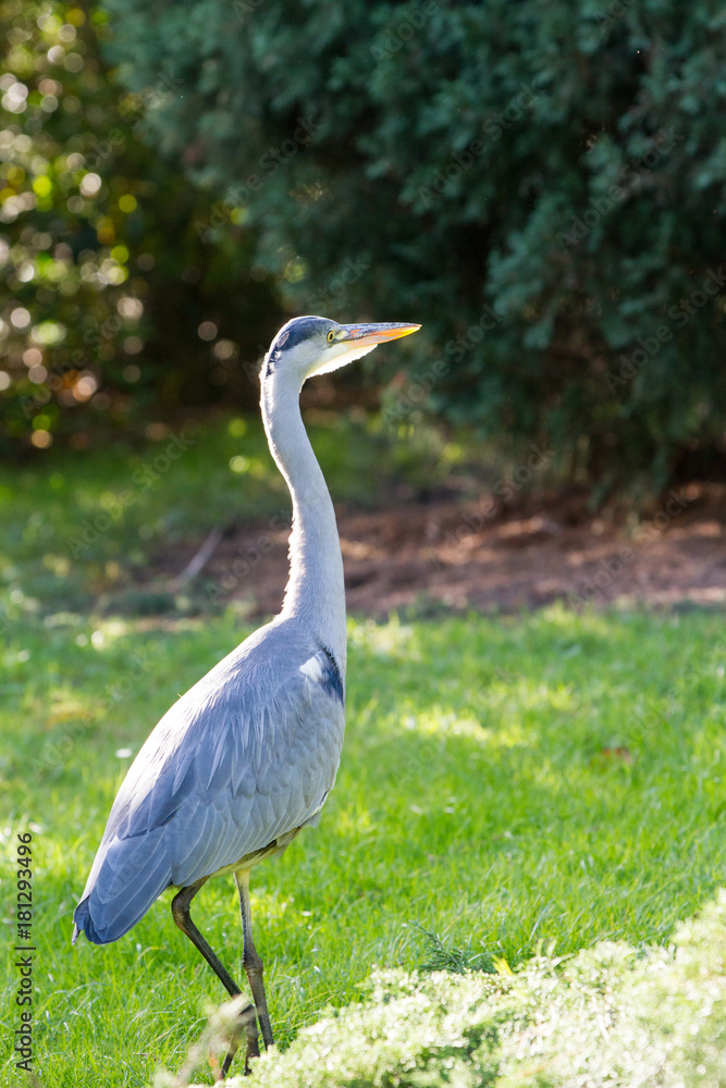 Grey Heron Grey Heron