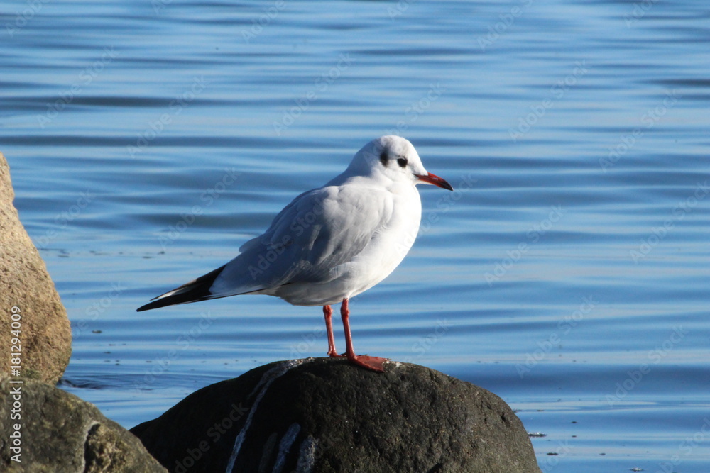 Möwe an der Ostsee