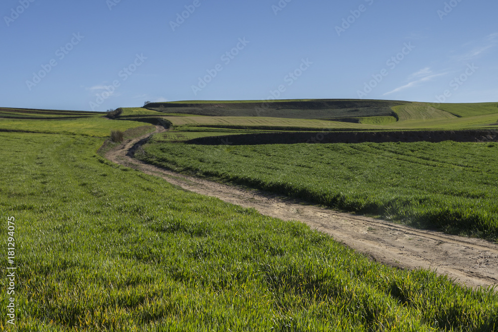 road in a green field in spring.