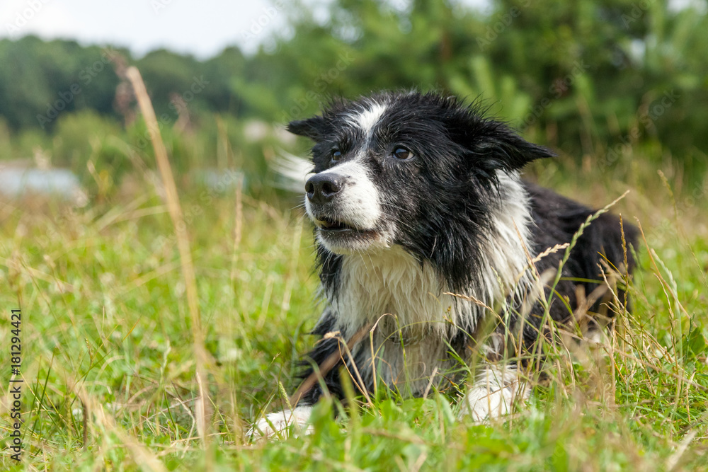 a Portrait of a Border Collie dog