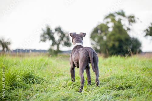 Fototapeta Naklejka Na Ścianę i Meble -  pitbull dog with blue collar on grass background