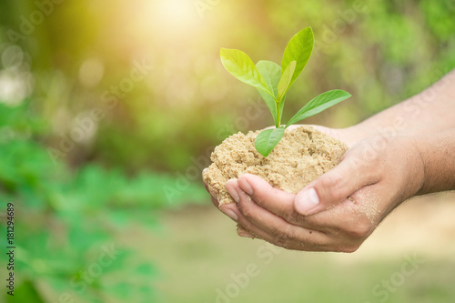 plant grows on soil and hands of men. photo