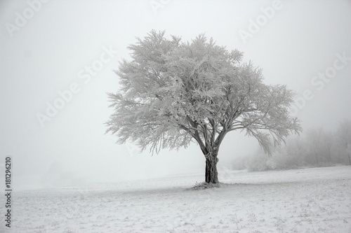frozen trees photo