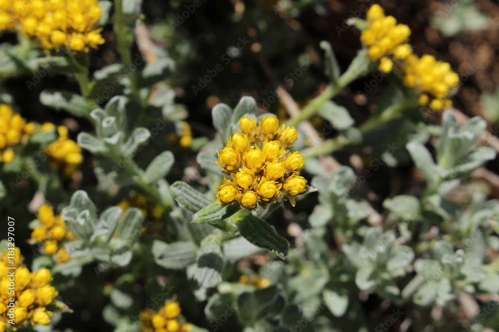 Yellow Yellow