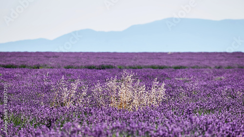 white flowers among lavender