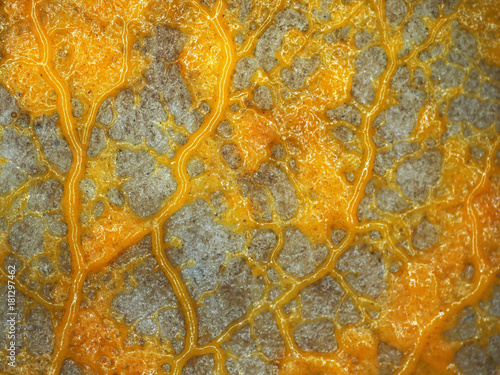 A veiny yellow plasmodium of a Physarum slime mold, or myxomycete, is crawling and moving on a substrate. Slime moulds are special organisms that gather from many microscopic unicellular amoebae photo