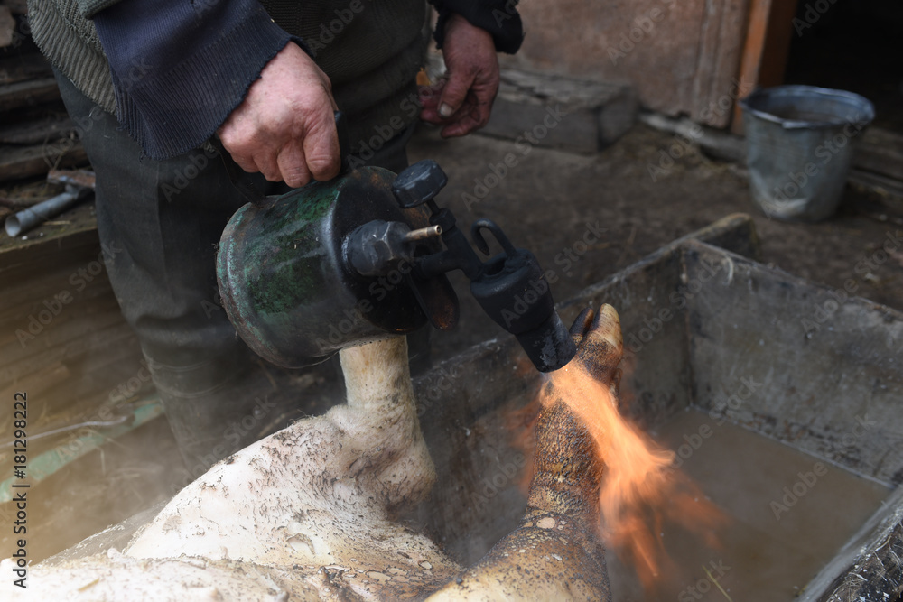 Butcher handles the slaughtered pig with blowtorch, hair removal, preparation to cutting, Ukraine