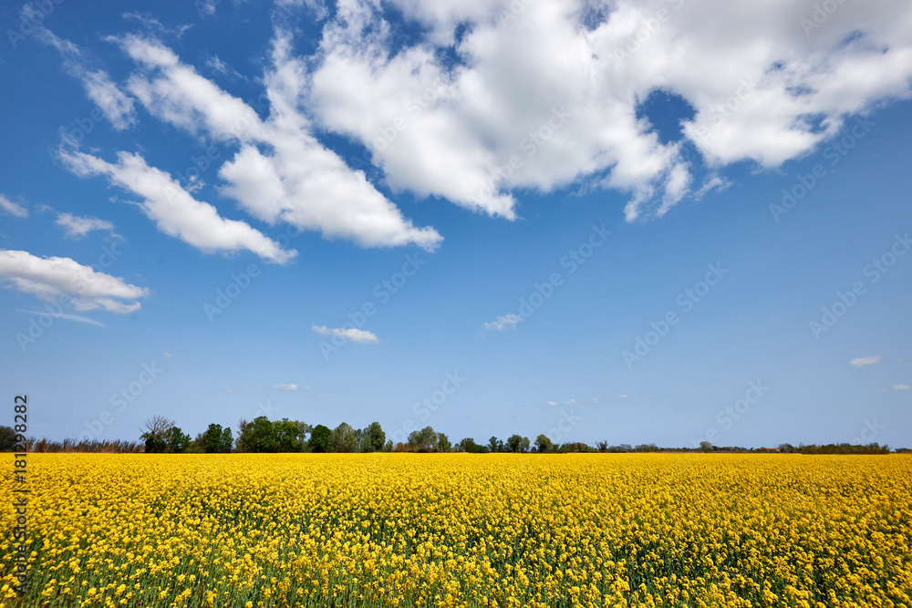 Beautiful landscape with rape flowers