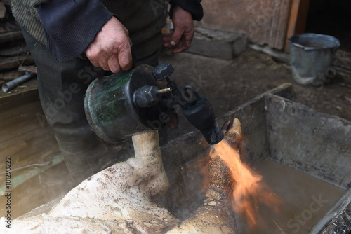 Butcher handles the slaughtered pig with blowtorch, hair removal, preparation to cutting, Ukraine