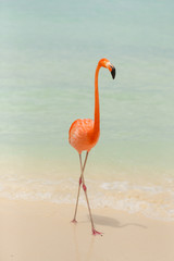 Keuken achterwand Beige Flamingo op tropisch strand  © Jennifer