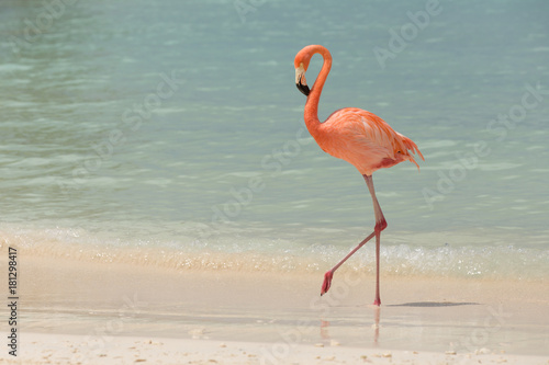 Fototapeta Flamingo chodzić na tropikalnej plaży
