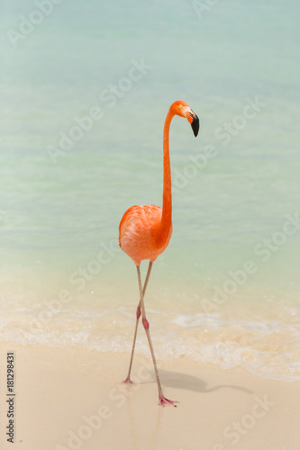 A single flamingo on a tropical beach