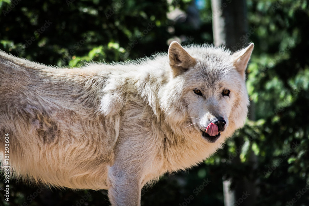 Fototapeta premium Wolf Sanctuary Colorado White Wolfs