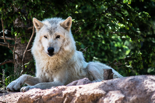 Wolf Sanctuary Colorado White Wolfs