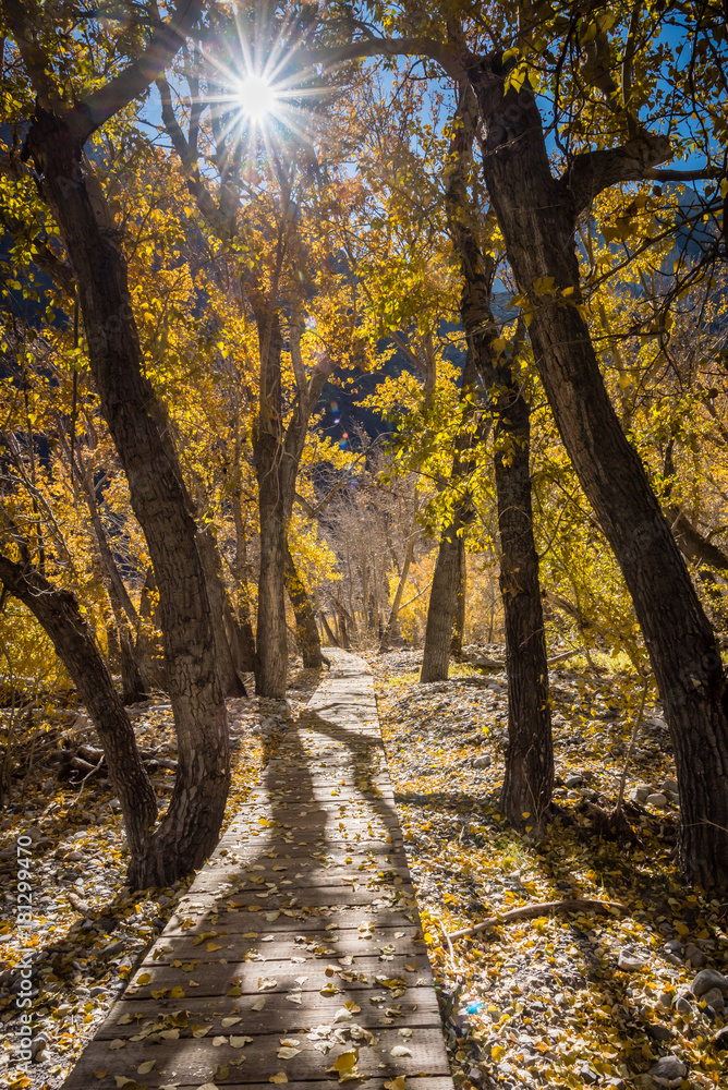 A wooden walkway winds through the aspen trees in the Eastern Sierras.