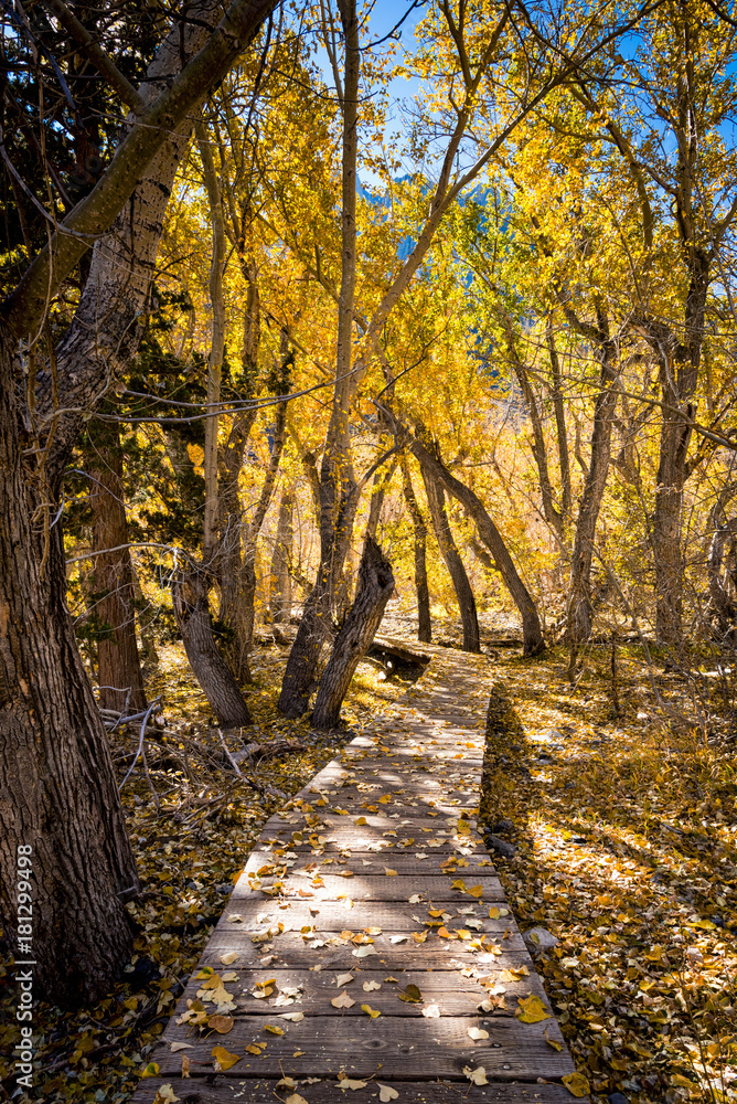Obraz premium A wooden walkway winds through the aspen trees in the Eastern Sierras.