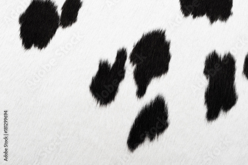 Black and white cowhide background or texture