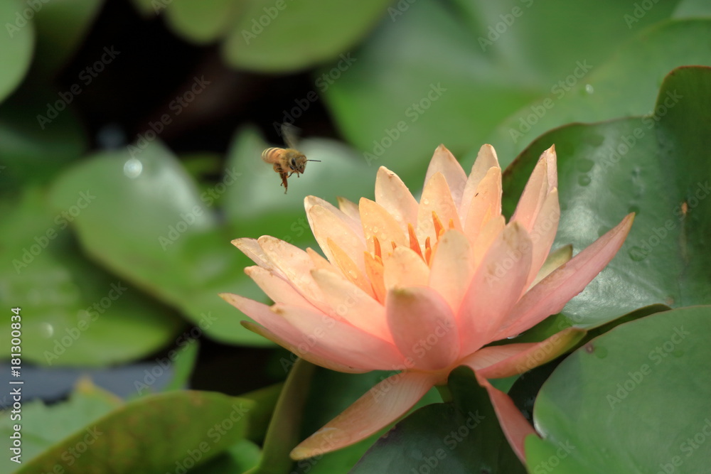ミツバチとスイレンの花