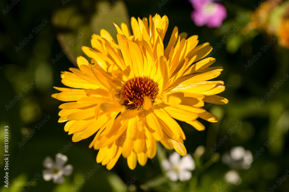Obraz premium Blume strahlend gelb