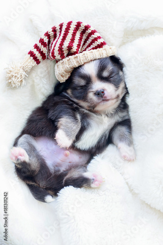 Newborn dog sleep.