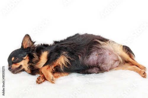 Pregnant chihuahua dog sleeping on bed on white isolated background.