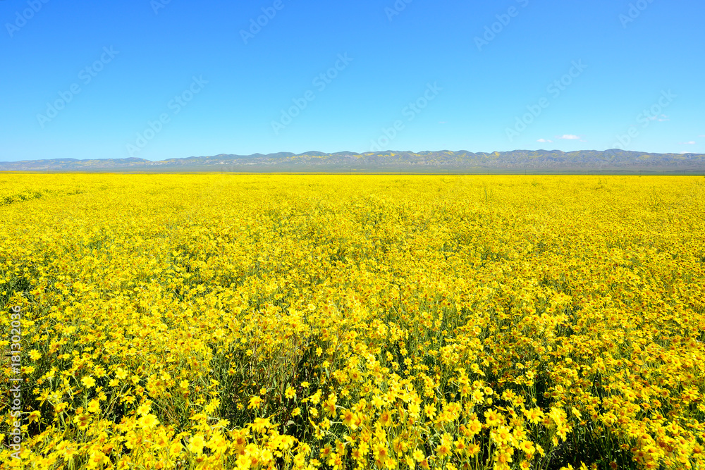 Yellow wildflowers bloom at Carrizo Plain National Monument, California