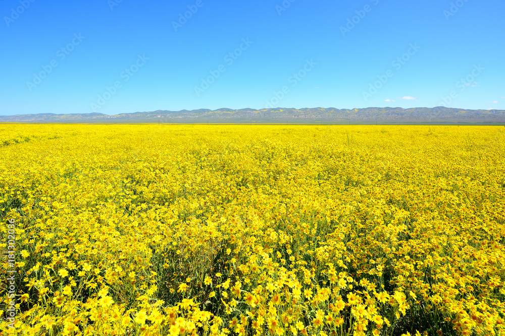 Yellow wildflowers bloom at Carrizo Plain National Monument, California Yellow wildflowers bloom at Carrizo Plain National Monument, California