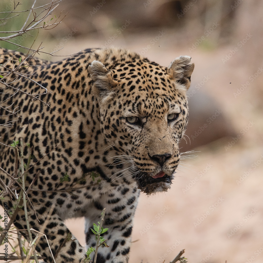 Leopard Leopard