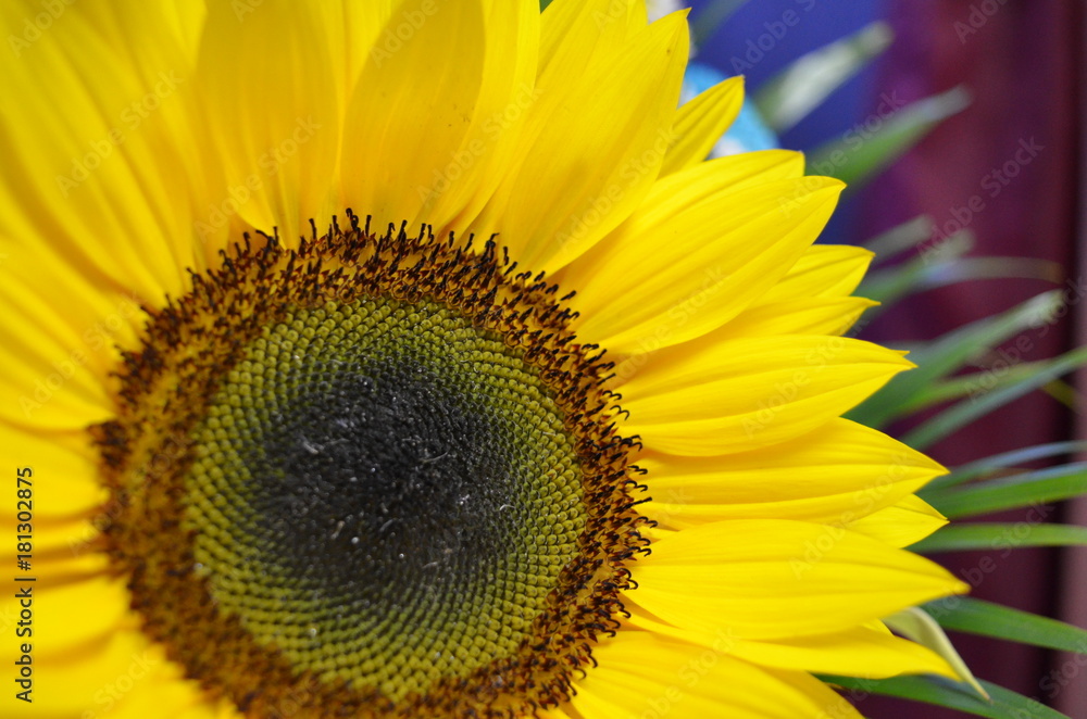 Fototapeta premium flower of the garden