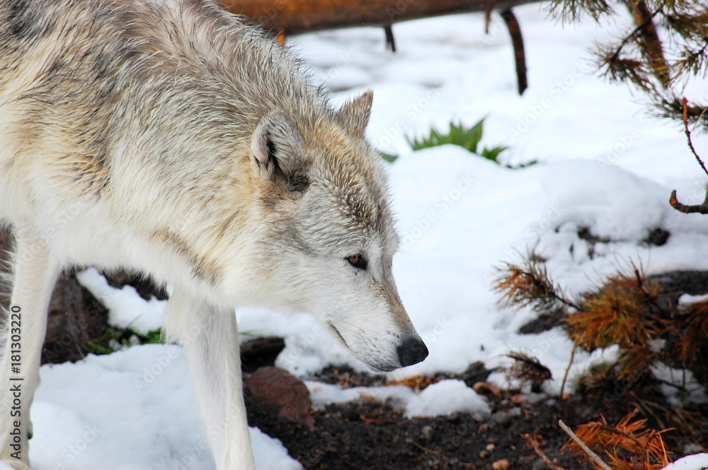 Obraz premium Wolf on the hunt